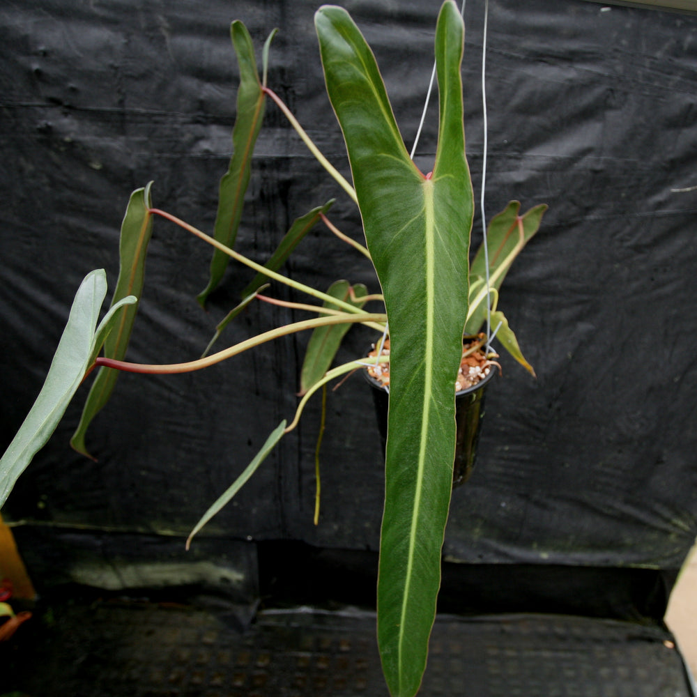 philodendron spiritus sancti price philippines Philodendron spiritus sancti – Carnivero