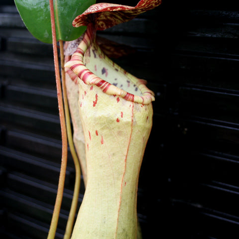 Tall pale green Nepenthes ventricosa x clipeata pitcher with red specks and pink striped rim against a dark background
