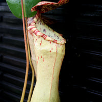 Nepenthes ventricosa x clipeata