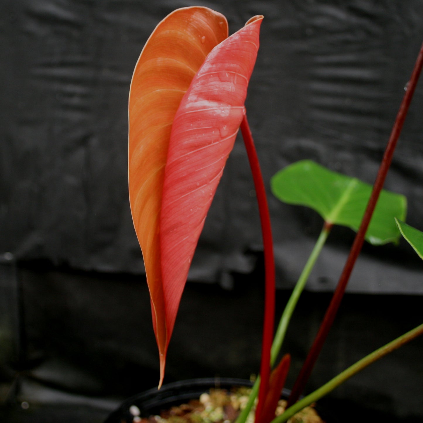 lynamii philodendron Philodendron lynamii – Carnivero