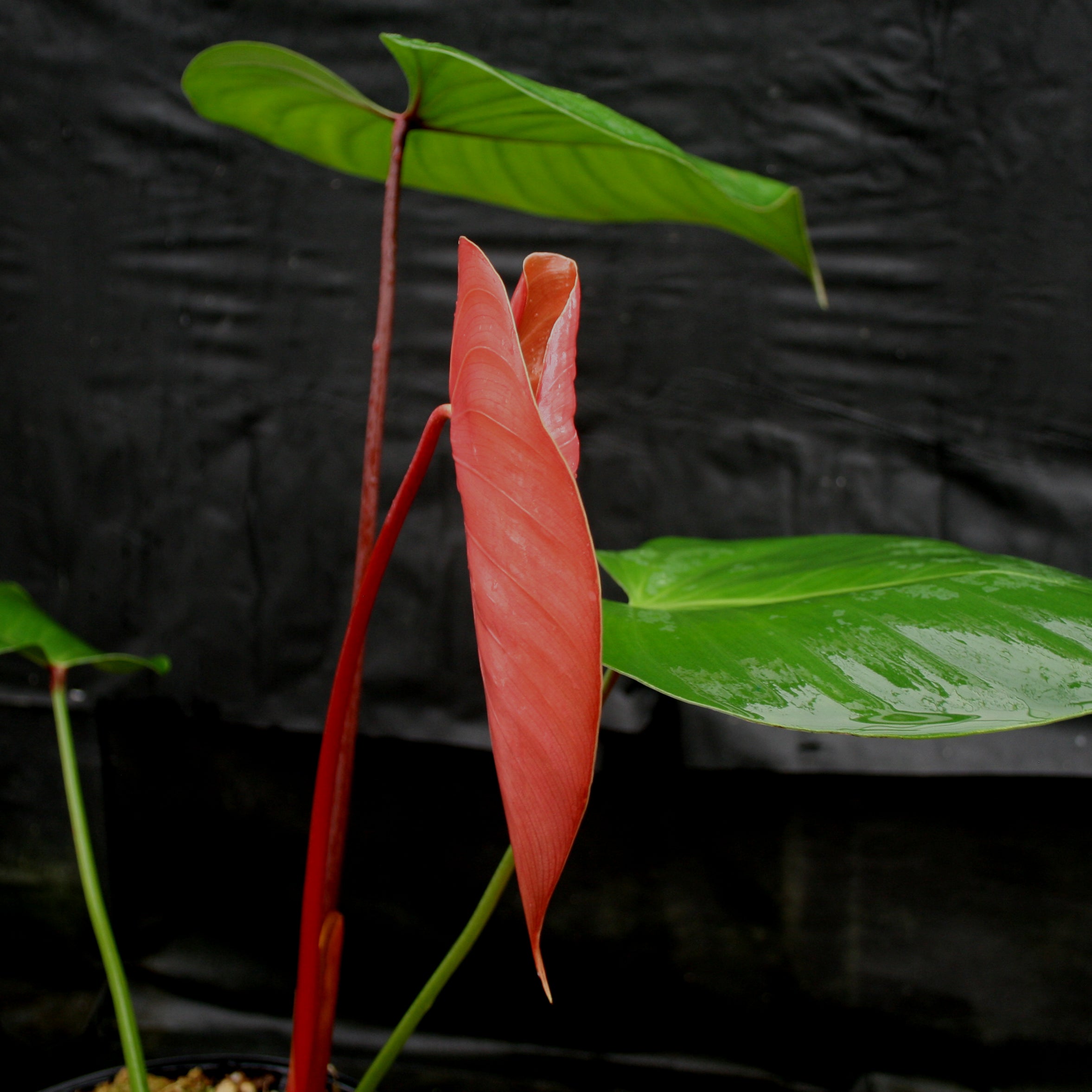 Philodendron lynamii – Carnivero