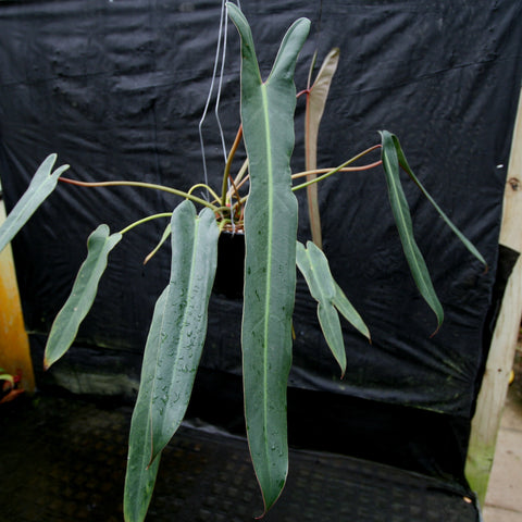 Philodendron spiritus sancti with long slender blue green leaves and a pale central vein hanging from a pot