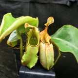  Nepenthes veitchii Bareo, BE-3734 large squat striped peristome pitcher, Pitcher plant, carnivorous plant, collectors plant, large pitchers, rare nepenthes, terrarium plant, easy to grow nepenthes, beginner nepenthes, beginner pitcher plants, nepenthes, veitchii.  