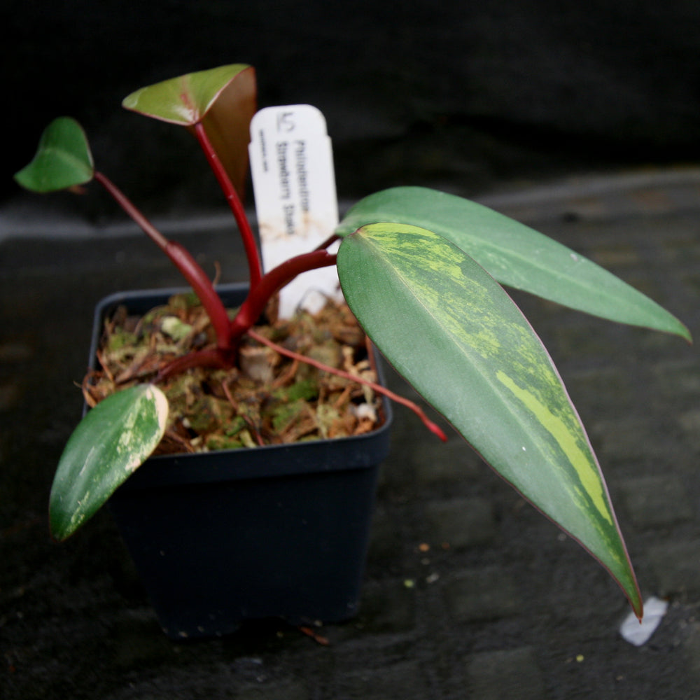 
                      
                        Philodendron Strawberry Shake - Exact Plant
                      
                    