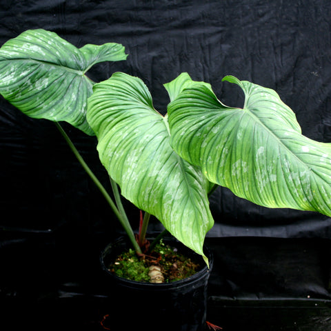 Philodendron plowmanii with broad glossy green leaves in a black plastic pot