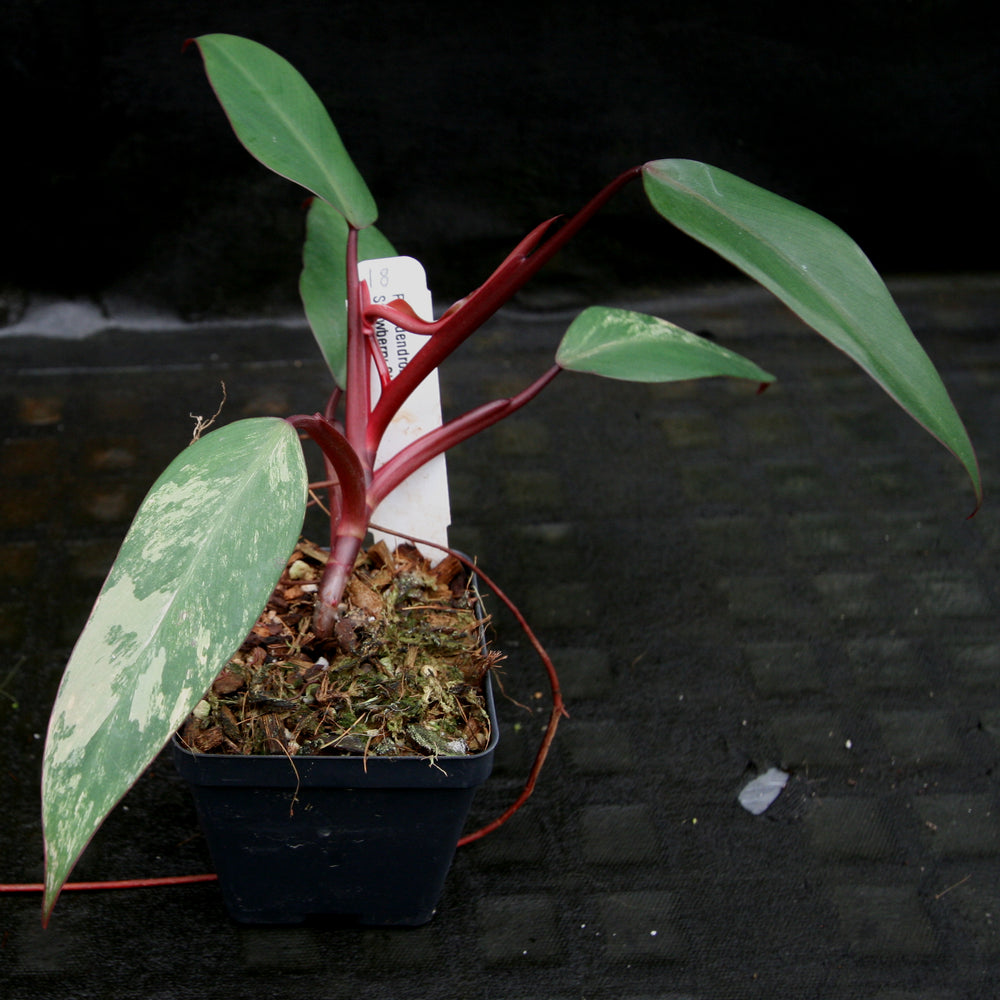 
                      
                        Philodendron Strawberry Shake - Exact Plant
                      
                    