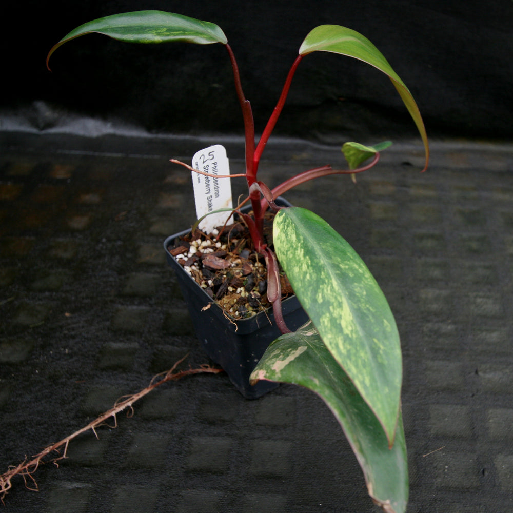 
                      
                        Philodendron Strawberry Shake - Exact Plant
                      
                    