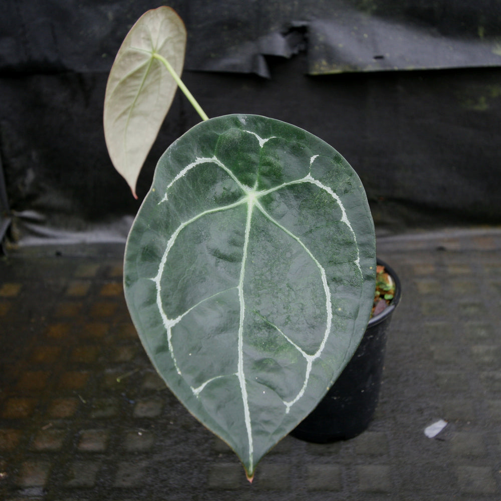 
                      
                        Anthurium forgetii (silver)
                      
                    