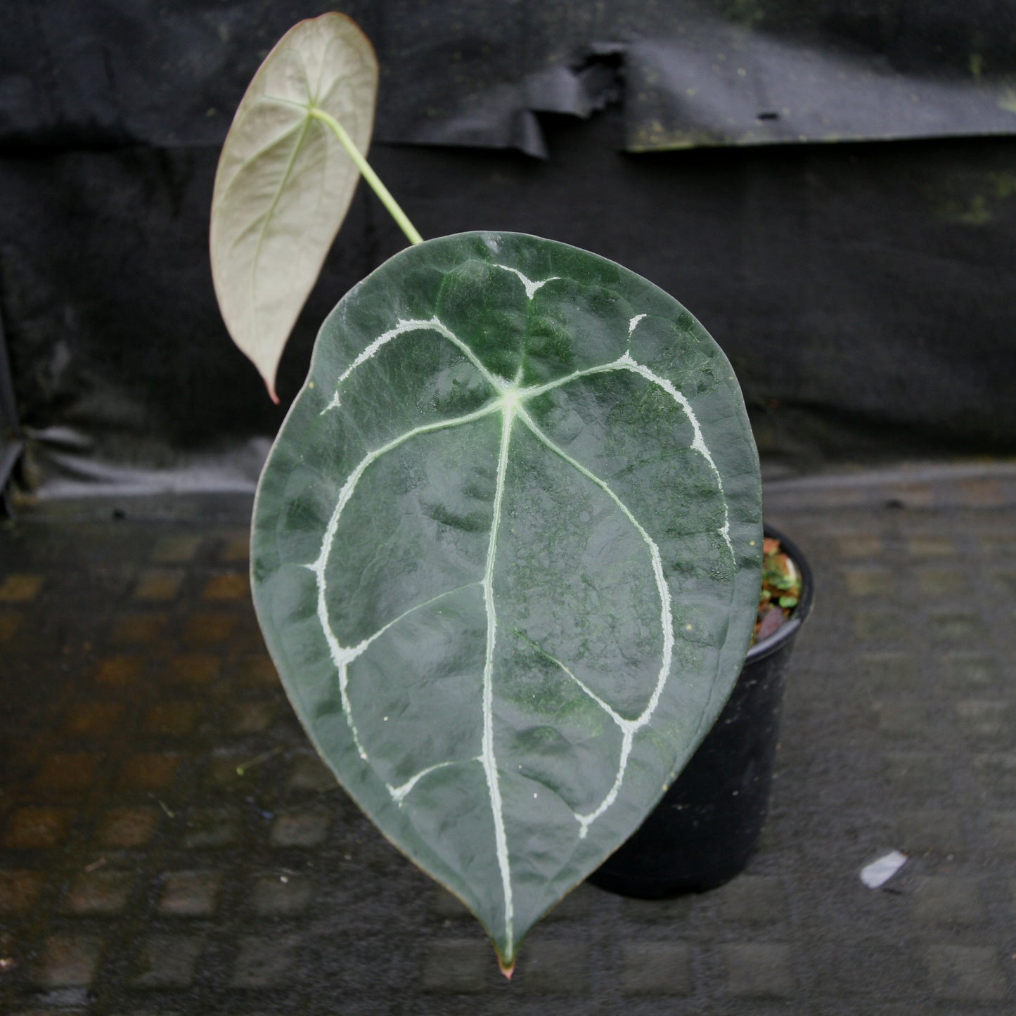 anthurium forgetii dark form vs silver Anthurium forgetii (silver) – Carnivero