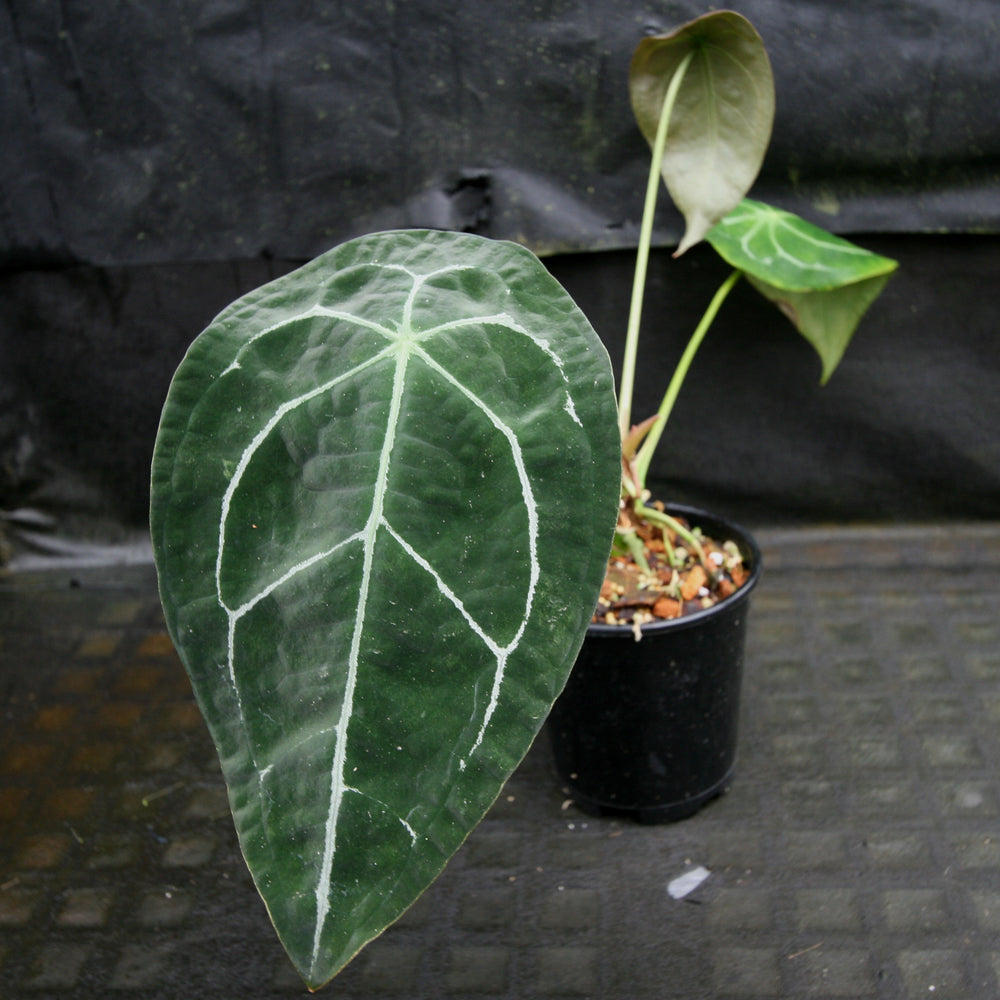 
                      
                        Anthurium forgetii (silver)
                      
                    