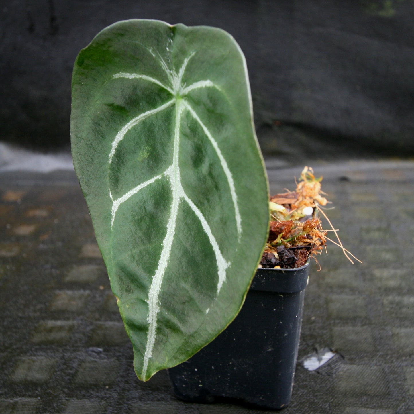 philodendron forgetii Anthurium forgetii (silver) – Carnivero