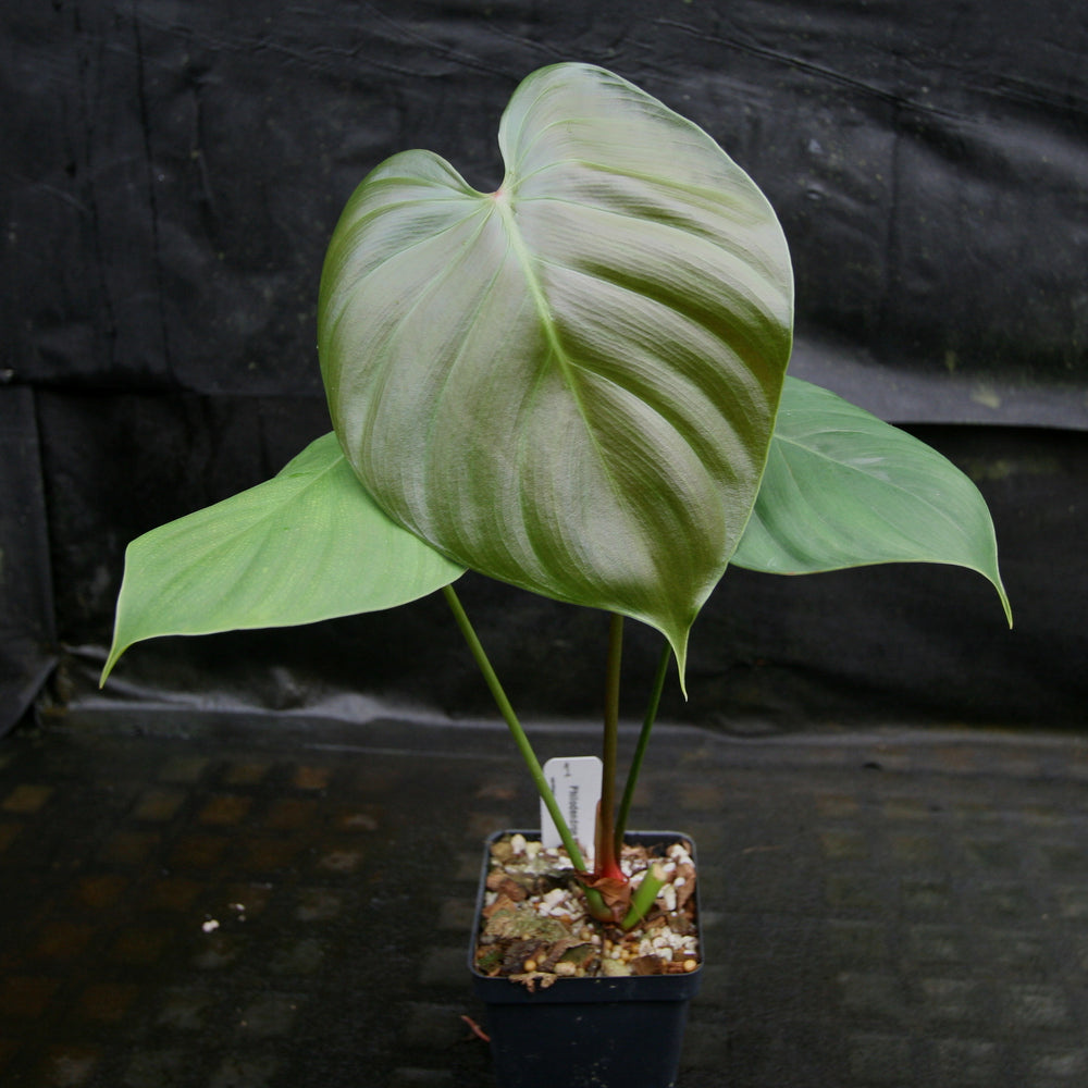 
                      
                        Philodendron lynamii
                      
                    