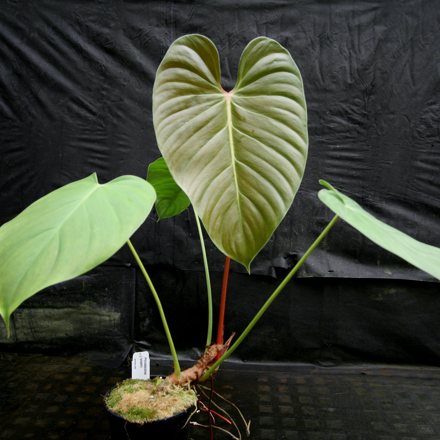 philodendron lynamii Philodendron lynamii