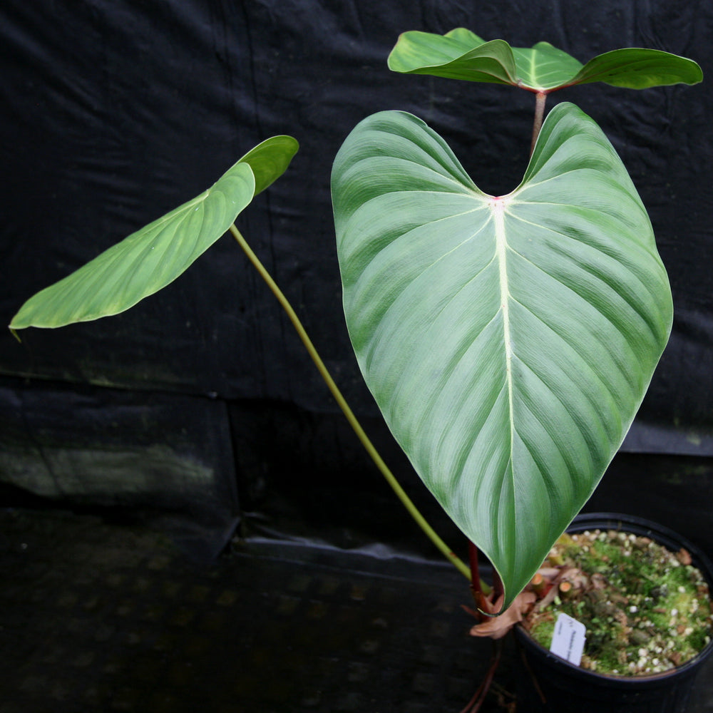 
                      
                        Philodendron lynamii
                      
                    