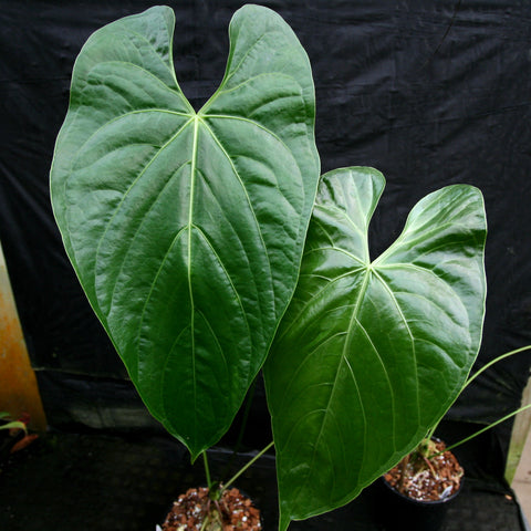 Two large glossy heart shaped Anthurium sp leaves with pale venation against a black backdrop