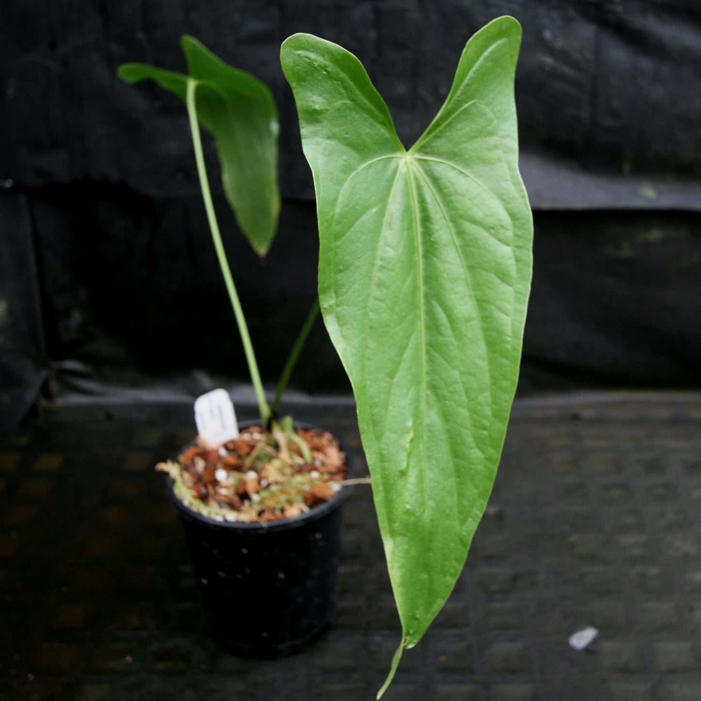 anthurium arrowhead Anthurium sp. 8 – Carnivero