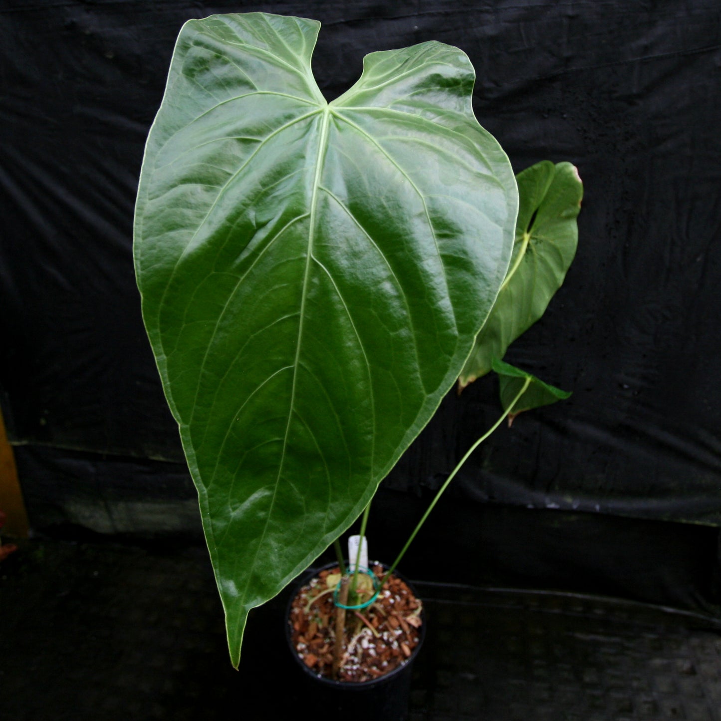 pronounce anthurium Anthurium sp. 8 – Carnivero