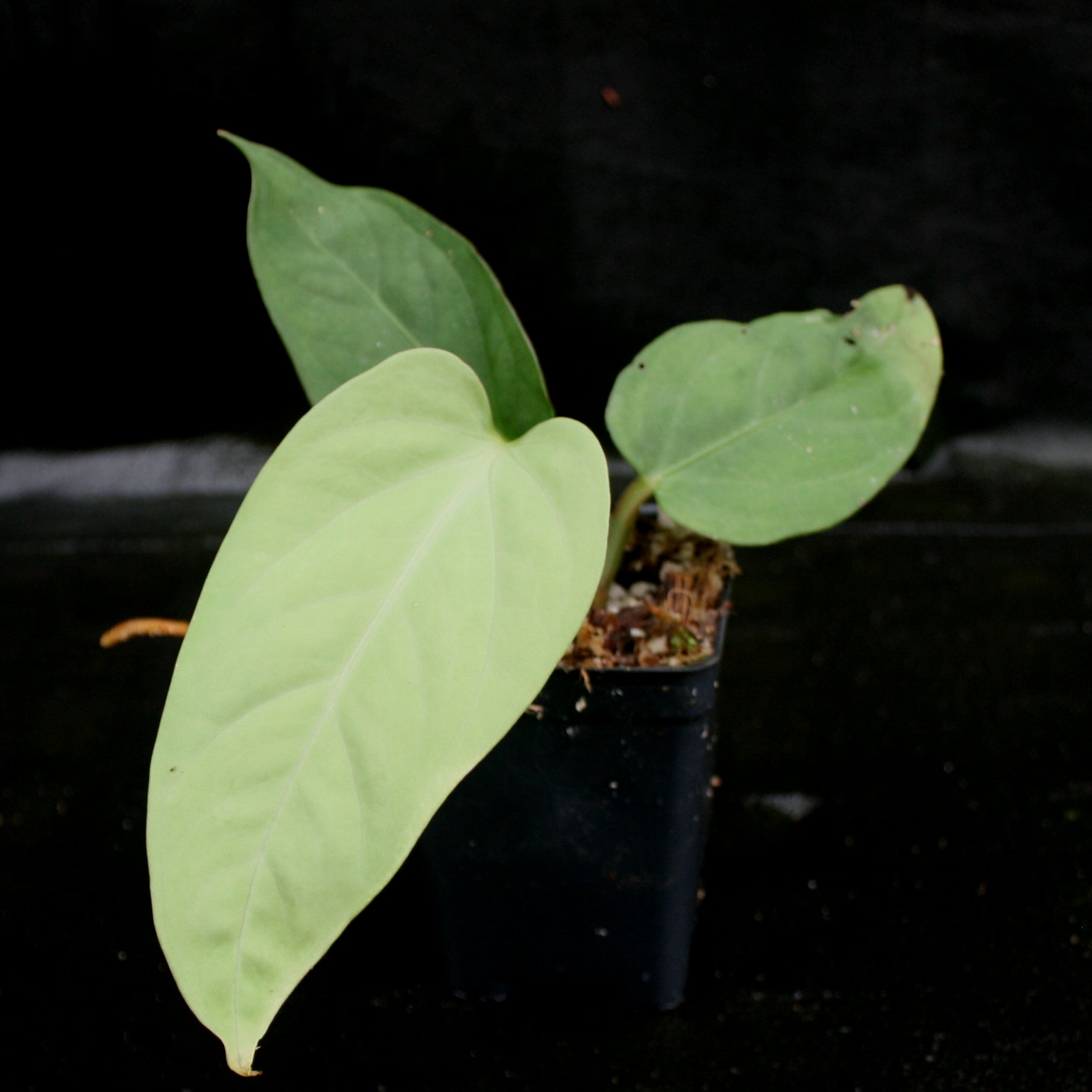 Anthurium pulcachense – Carnivero