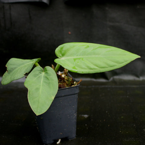 Young Anthurium pulcachense with glossy heart shaped leaves in a small pot