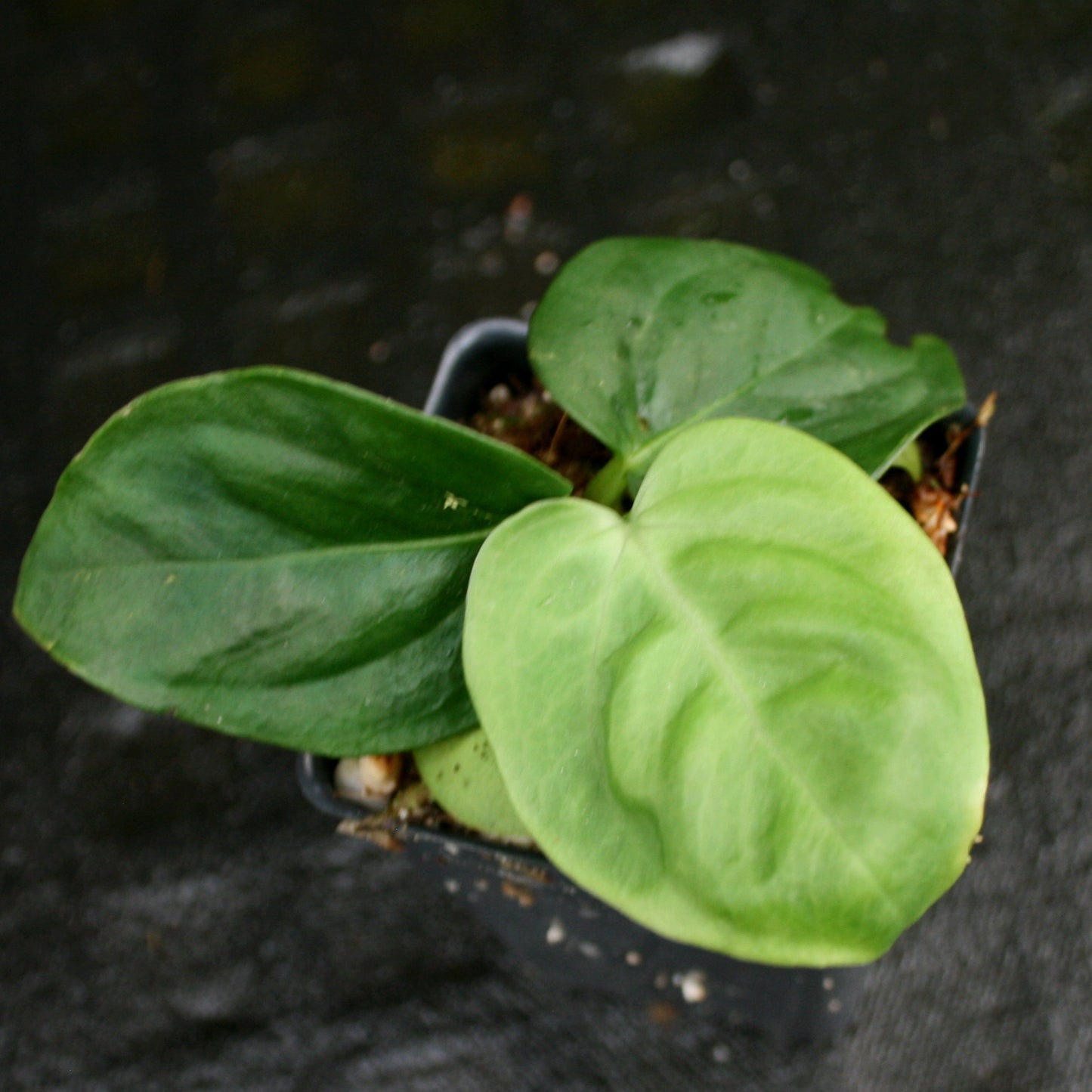 anthurium palenquense Anthurium pulcachense – Carnivero