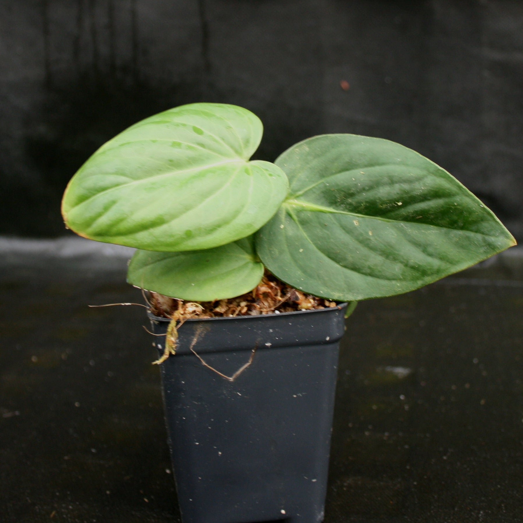 Anthurium pulcachense – Carnivero