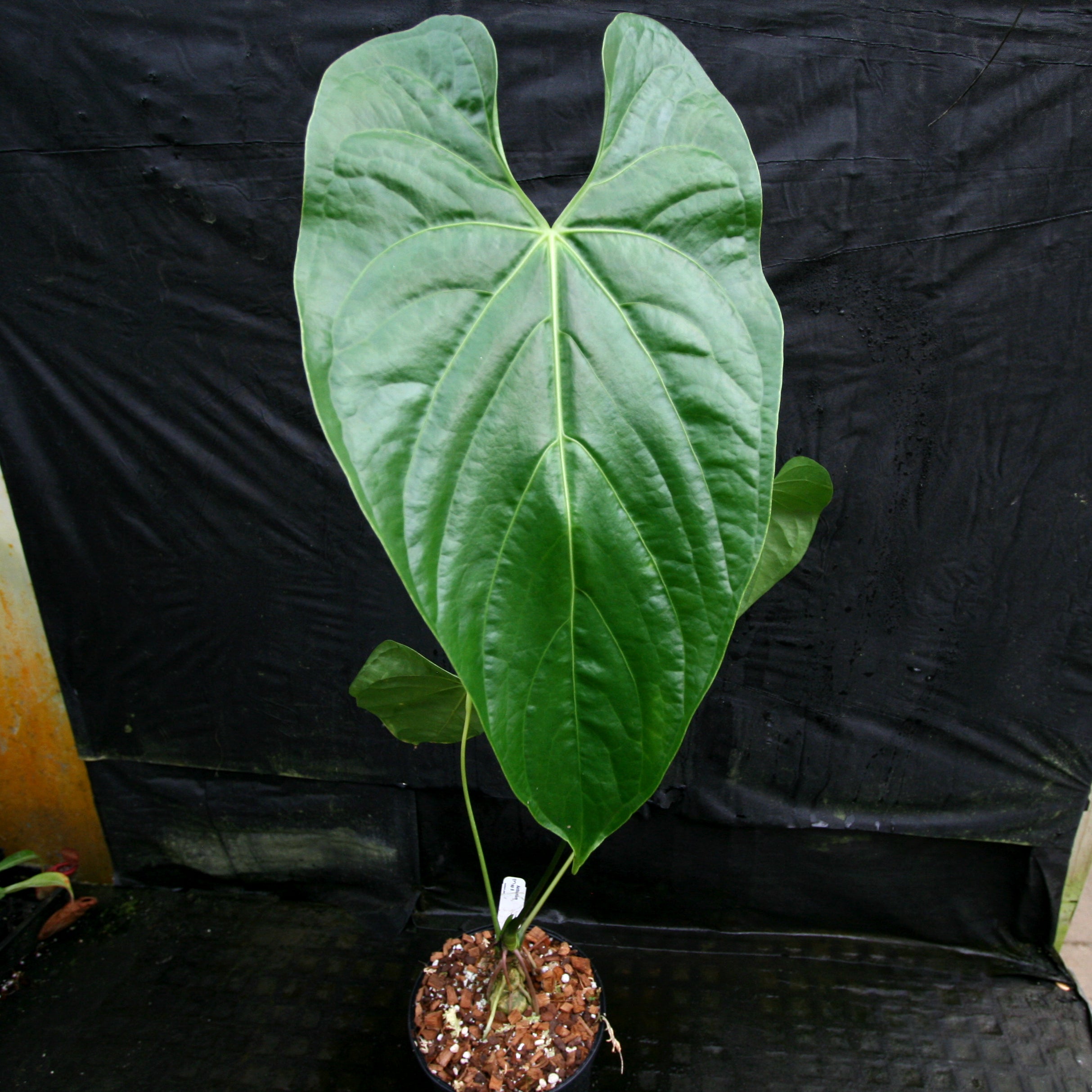 Anthurium sp. 8 – Carnivero