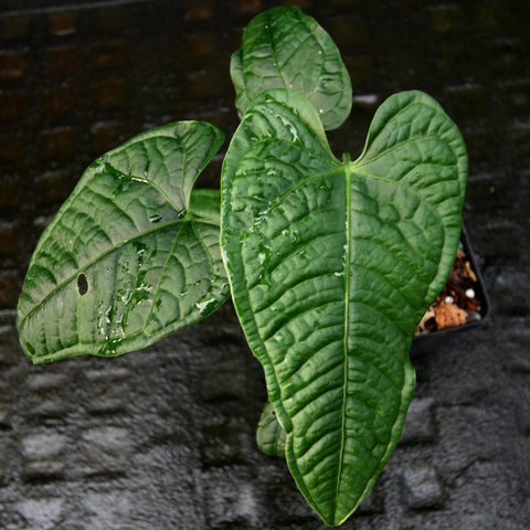 Anthurium lapoanum with large glossy green leaves showing strong venation.