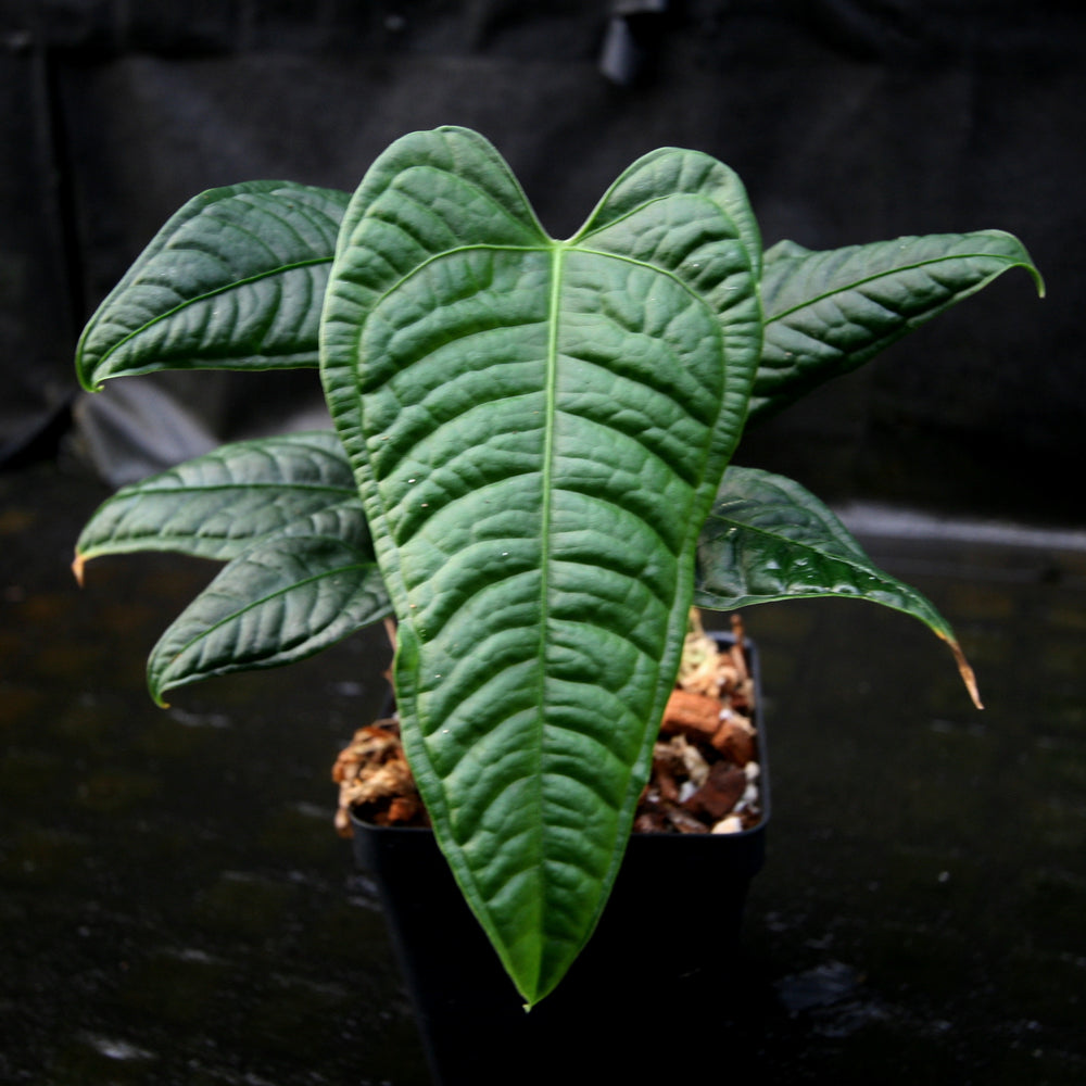 
                      
                        Anthurium lapoanum
                      
                    