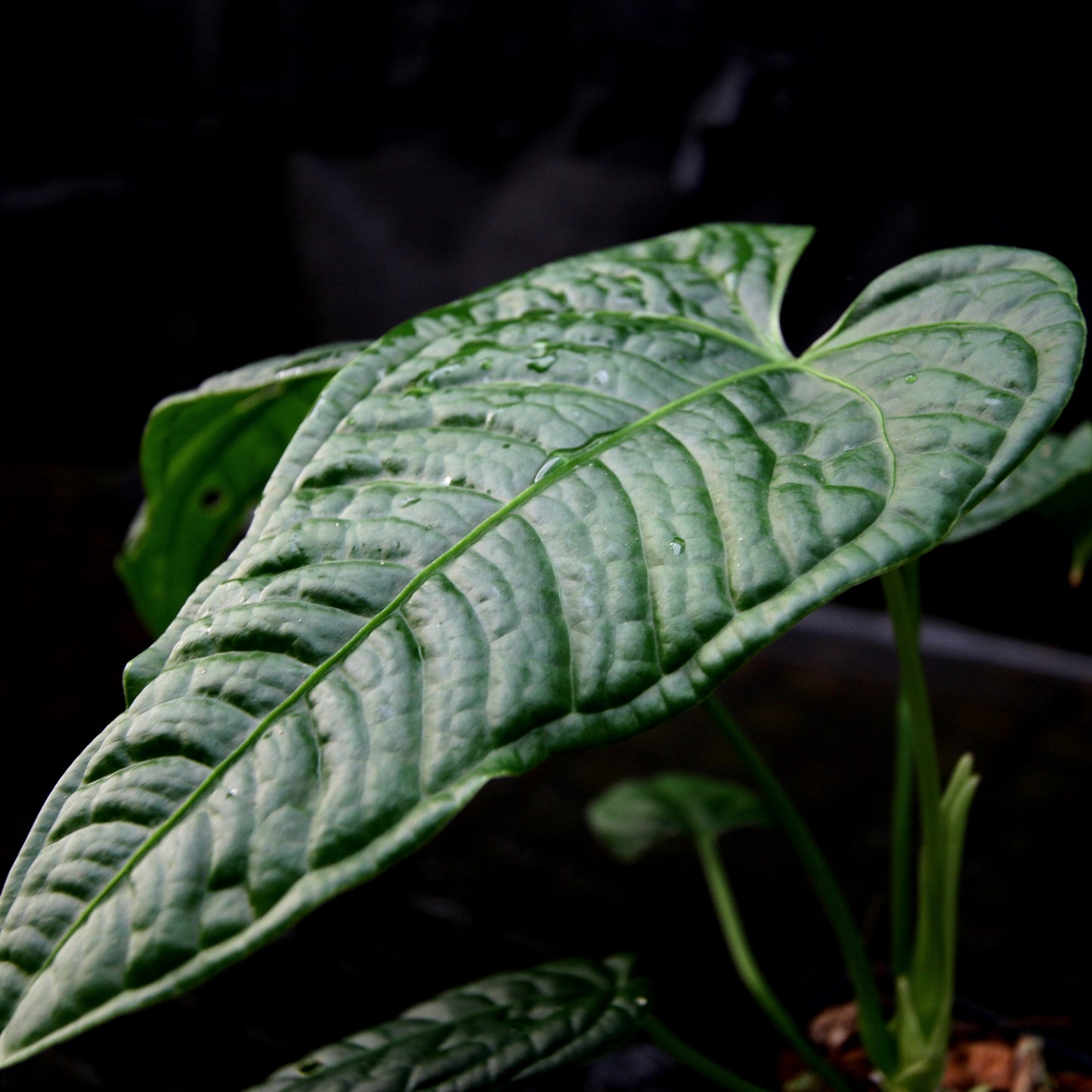 anthurium lappoanum care Anthurium lapoanum – Carnivero