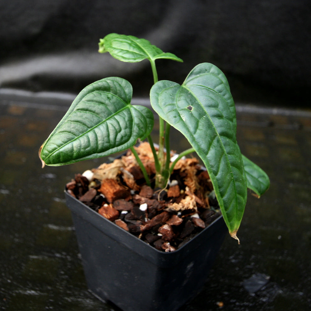 anthurium lappoanum Anthurium lapoanum – Carnivero