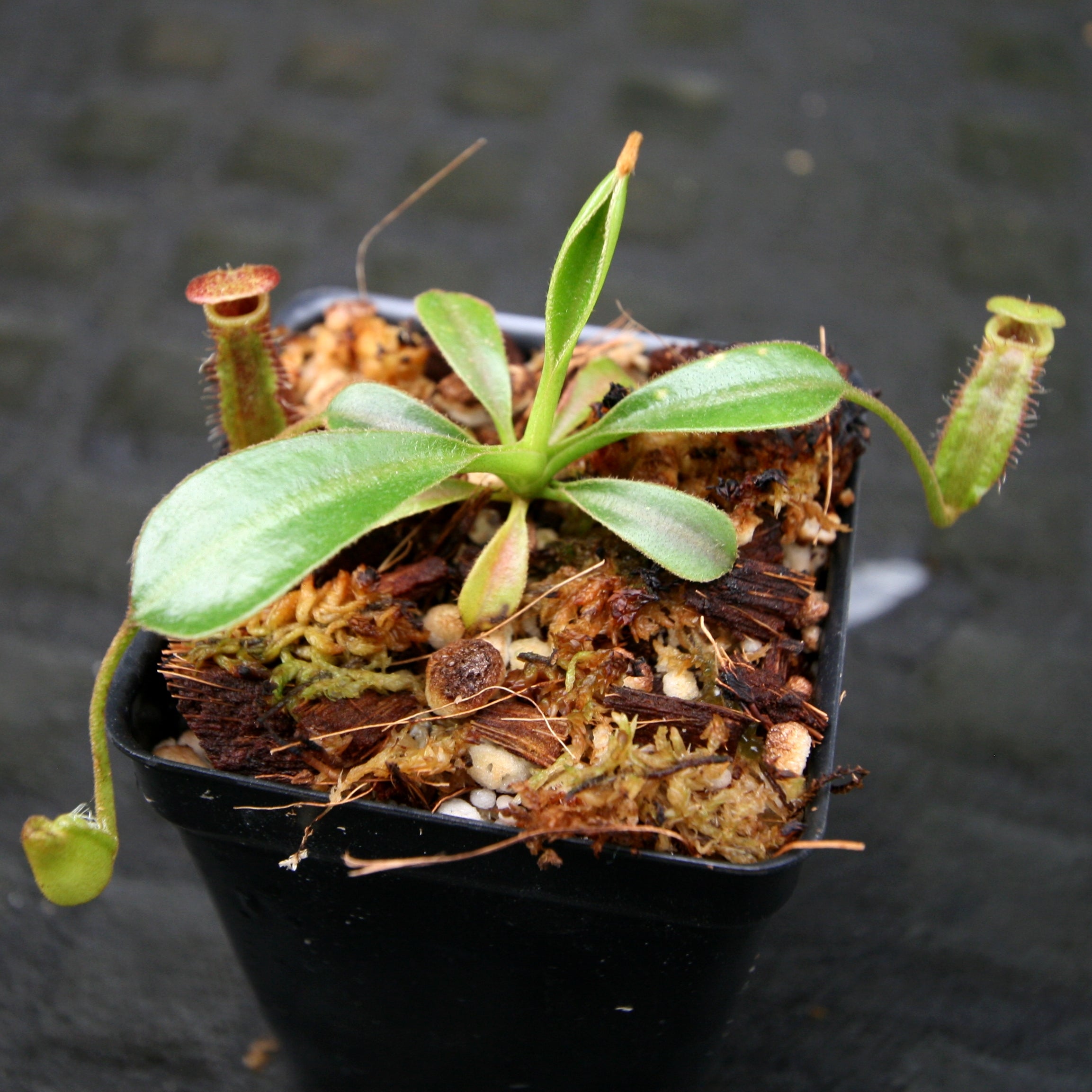 Nepenthes lowii Trusmadi, CAR-0018 – Carnivero