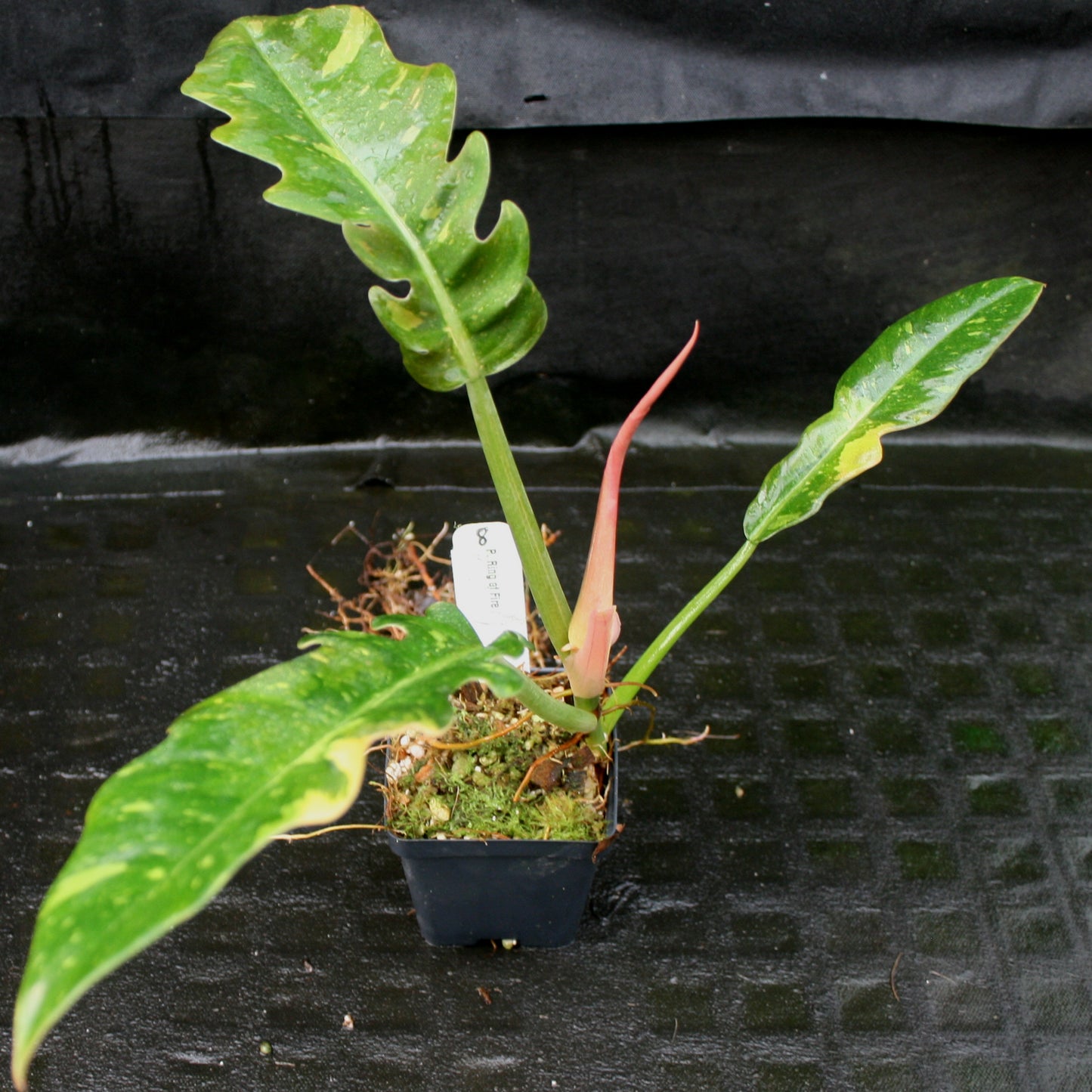 philodendron ring of fire for sale Philodendron 'Ring Of Fire' – Carnivero