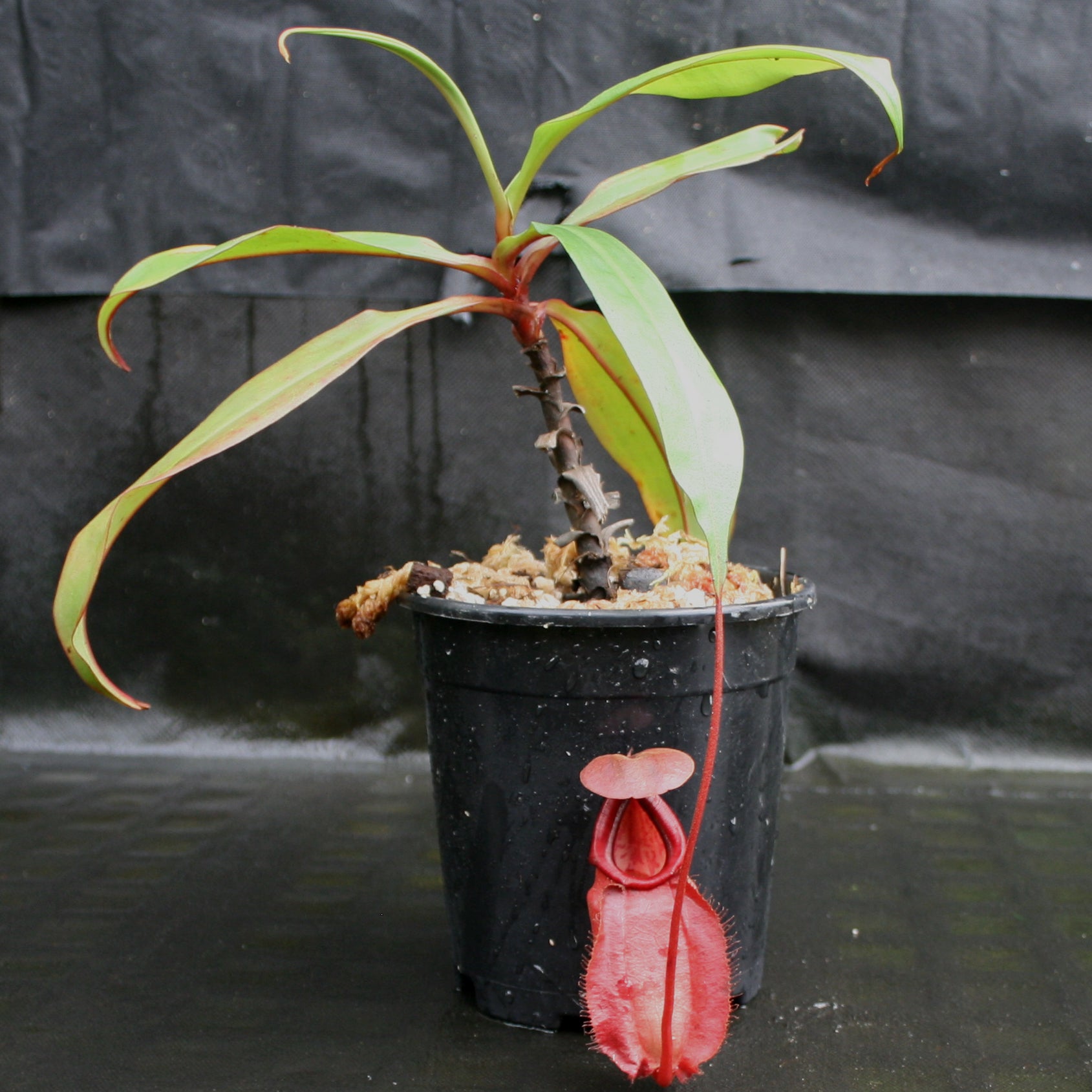 Nepenthes Viking x sumatrana – Carnivero