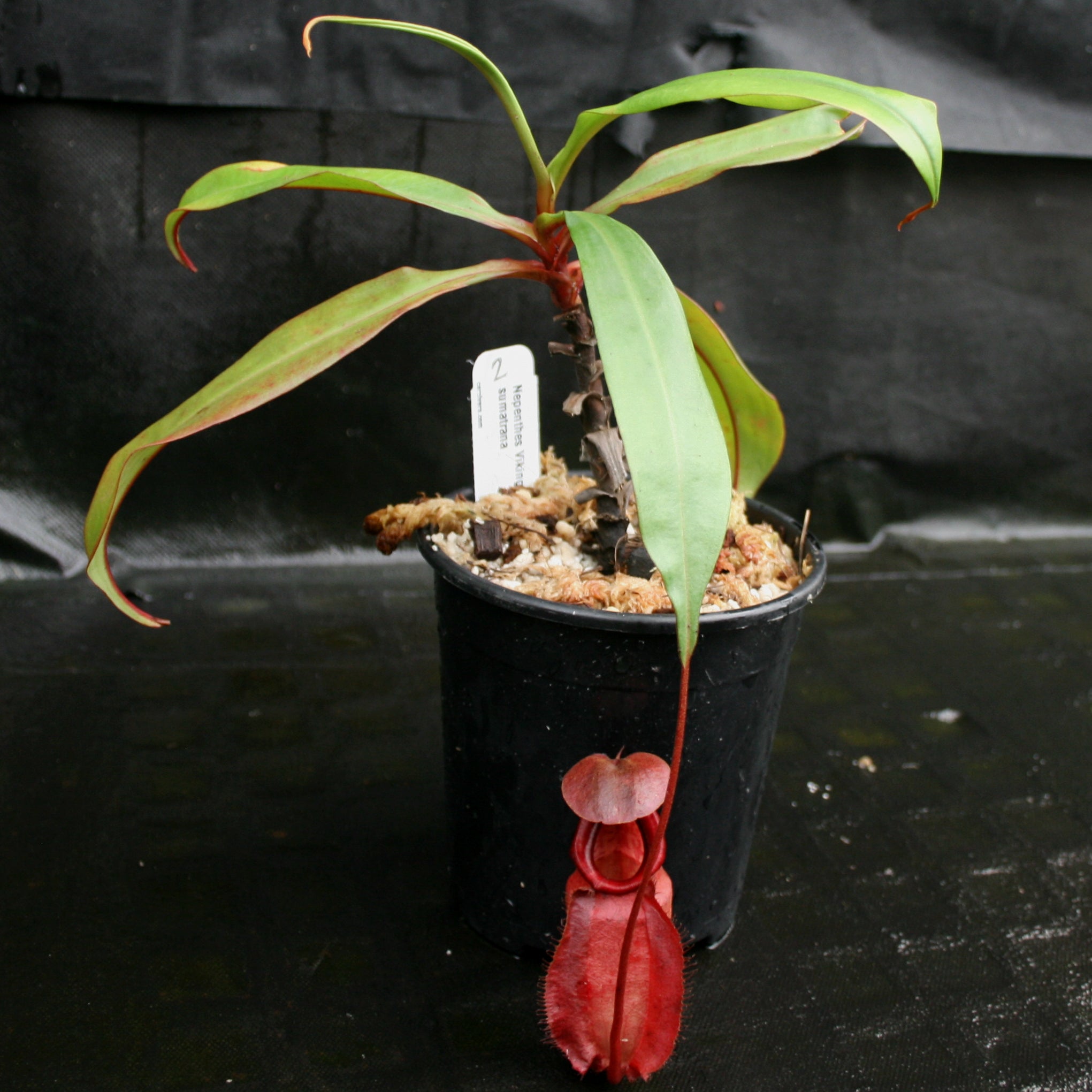 Nepenthes Viking x sumatrana – Carnivero