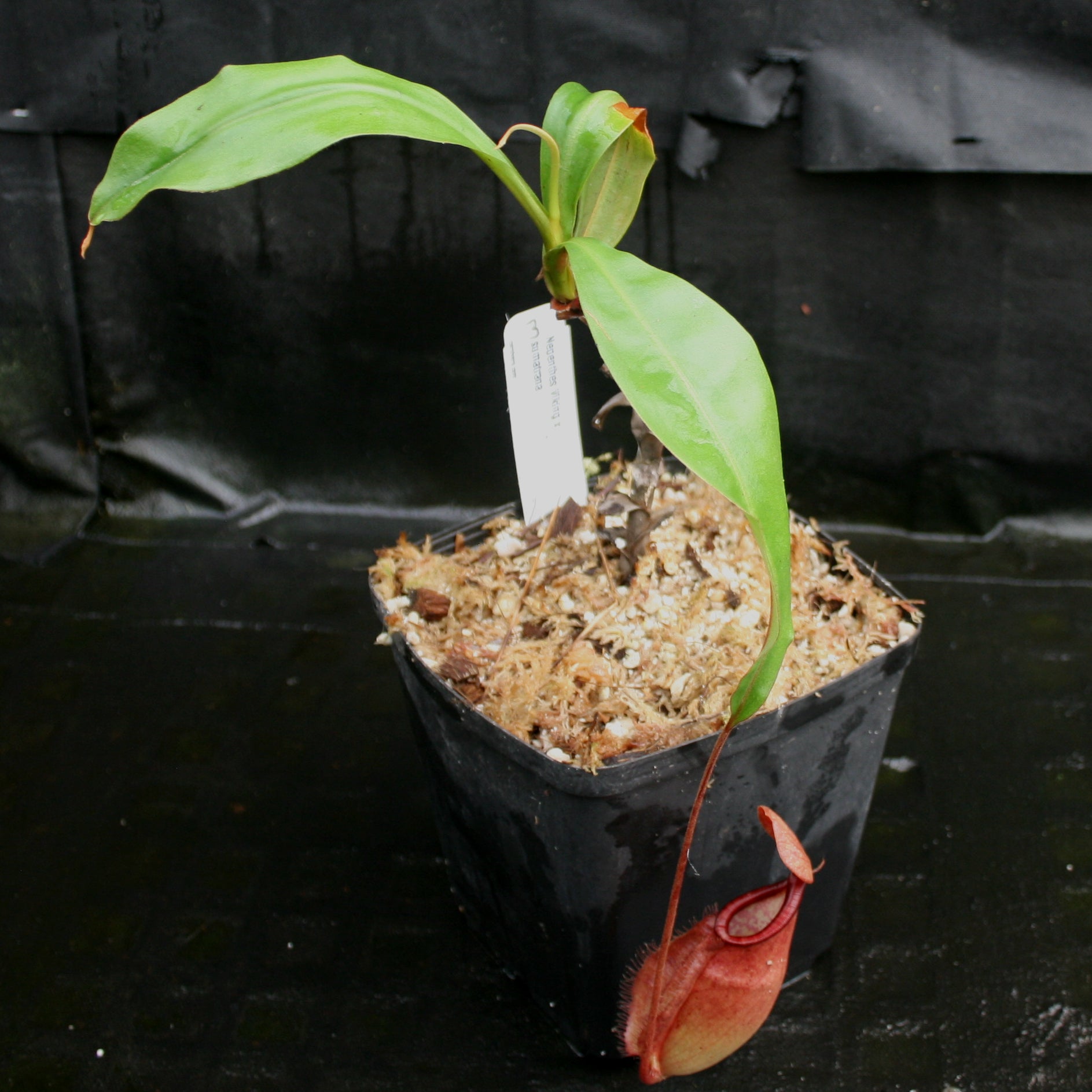 Nepenthes Viking x sumatrana – Carnivero