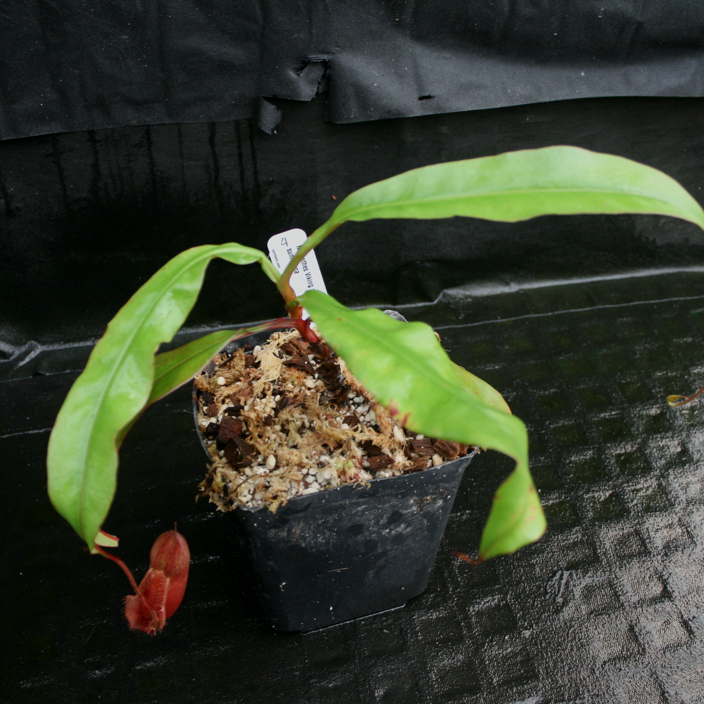 Nepenthes Viking x sumatrana – Carnivero