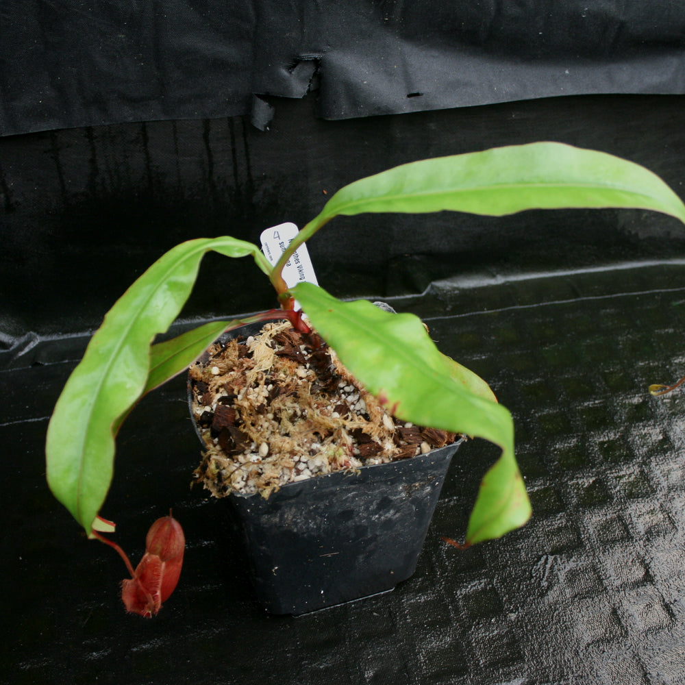 
                      
                        Nepenthes Viking x sumatrana
                      
                    