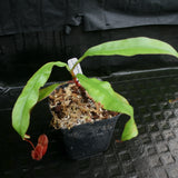 Nepenthes Viking x sumatrana