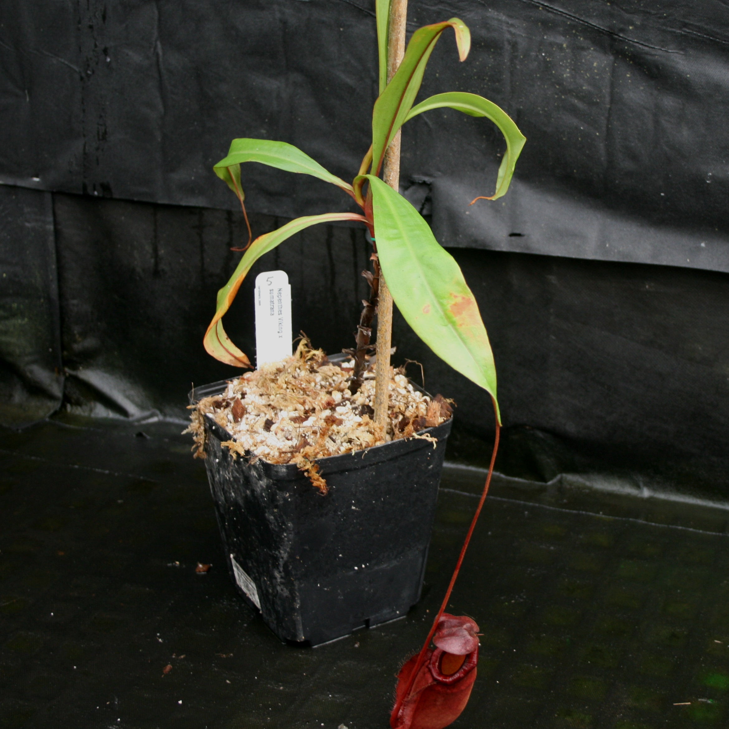Nepenthes Viking x sumatrana – Carnivero