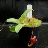 Nepenthes jamban