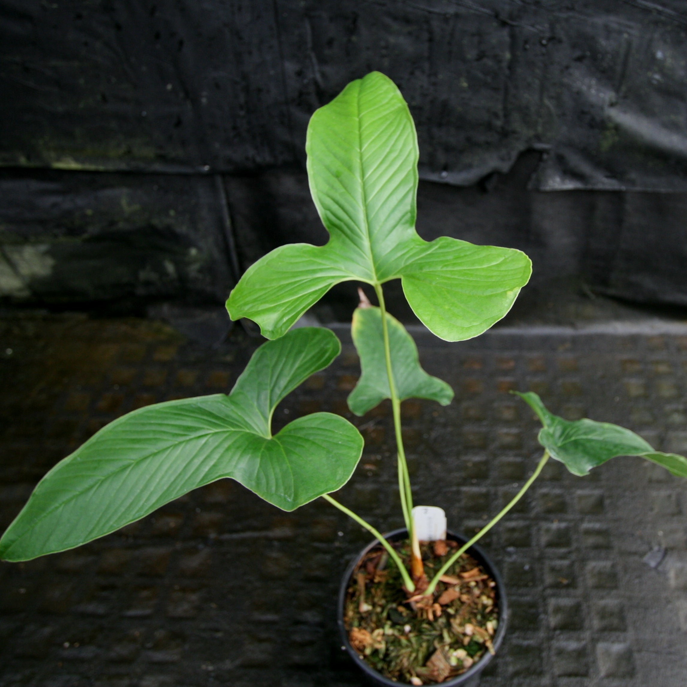 その他観葉植物 Anthurium Draconopterum Anthurium draconopterum アンスリウム ドラコノプテラム