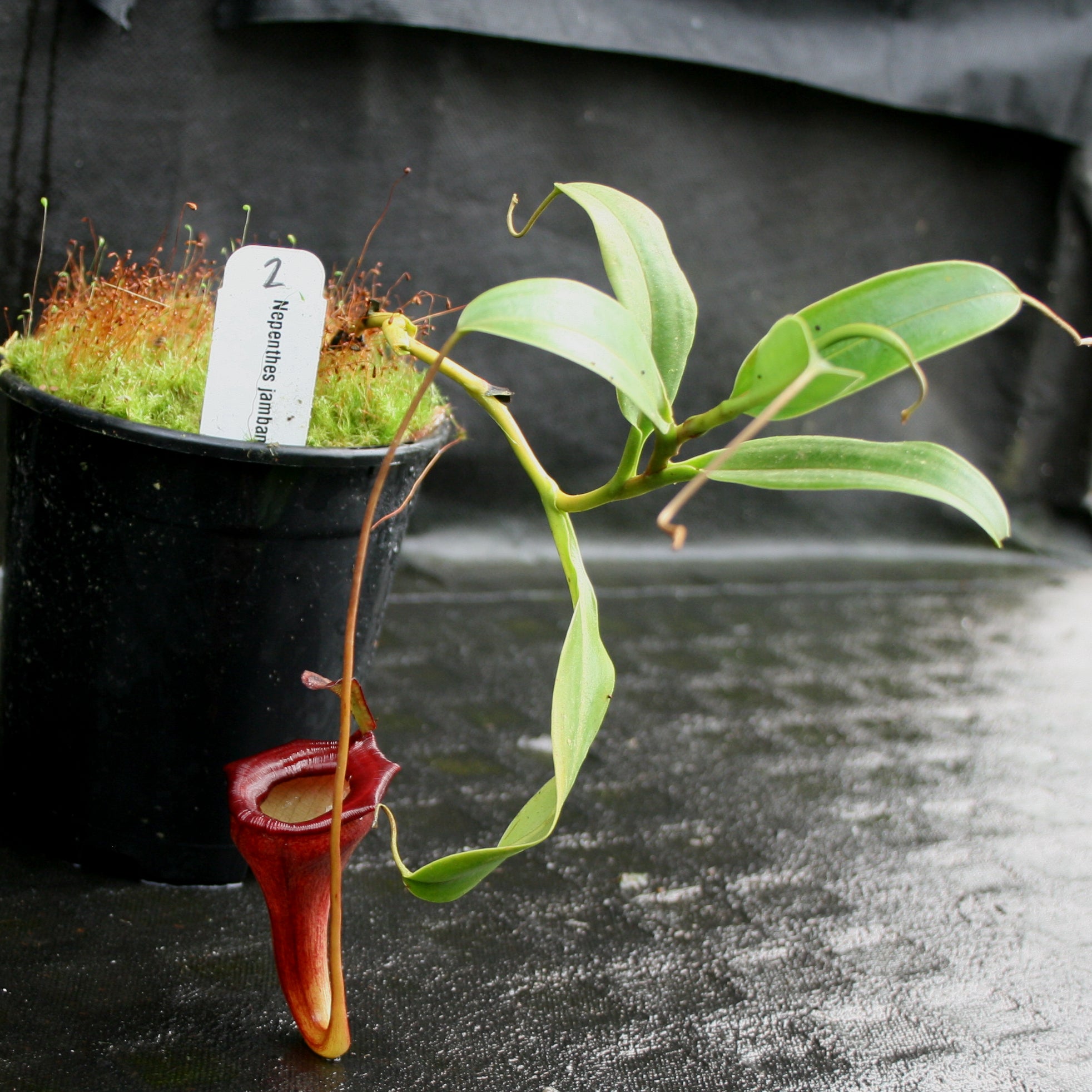 Nepenthes jamban, BE-3875 – Carnivero
