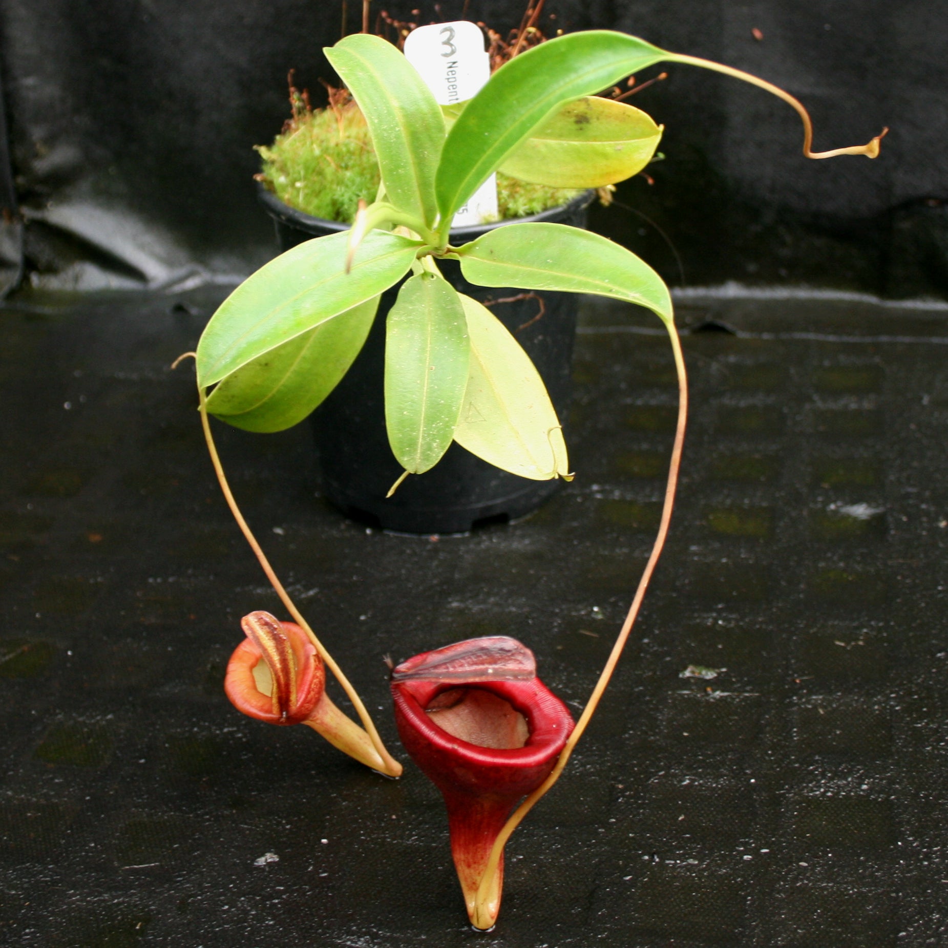 Nepenthes jamban, BE-3875 – Carnivero