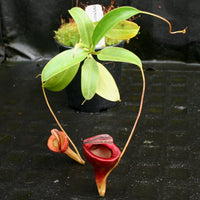 Nepenthes jamban