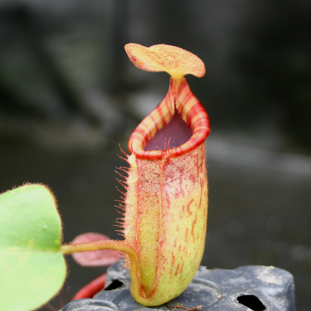 
                      
                        Nepenthes rajah x (lowii x veitchii)
                      
                    