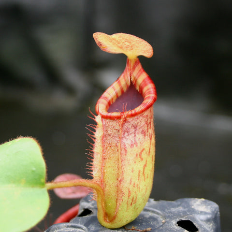Nepenthes rajah lowii veitchii cross pitcher with tall yellow body red striped rim and orange lid