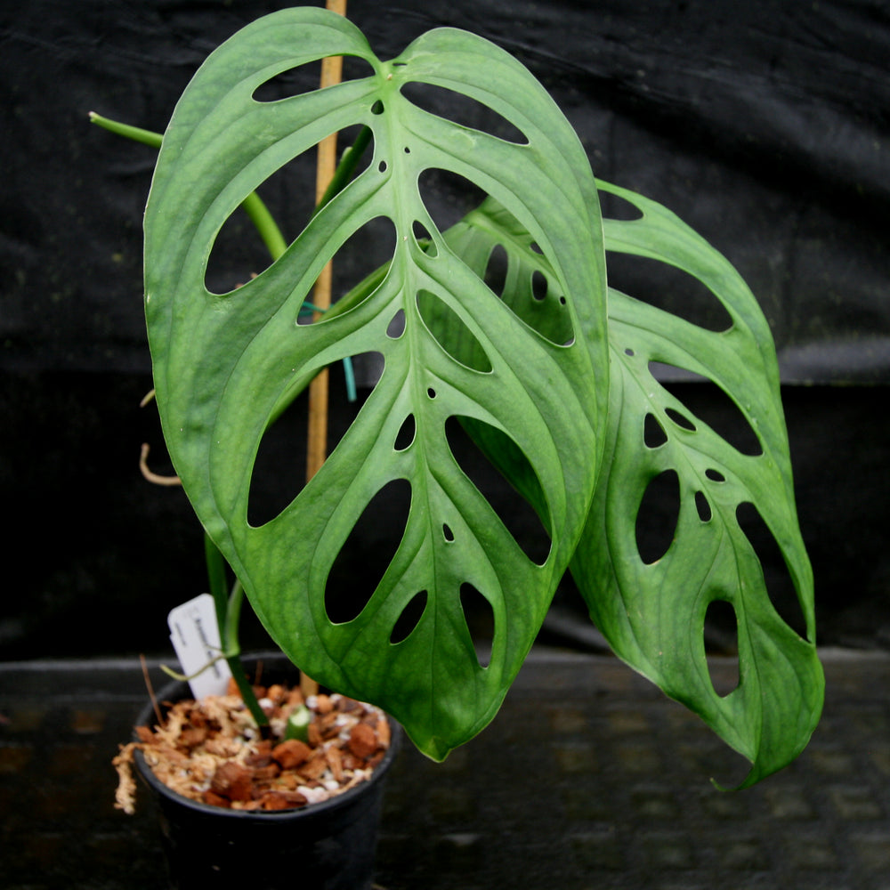 
                      
                        Monstera esqueleto
                      
                    