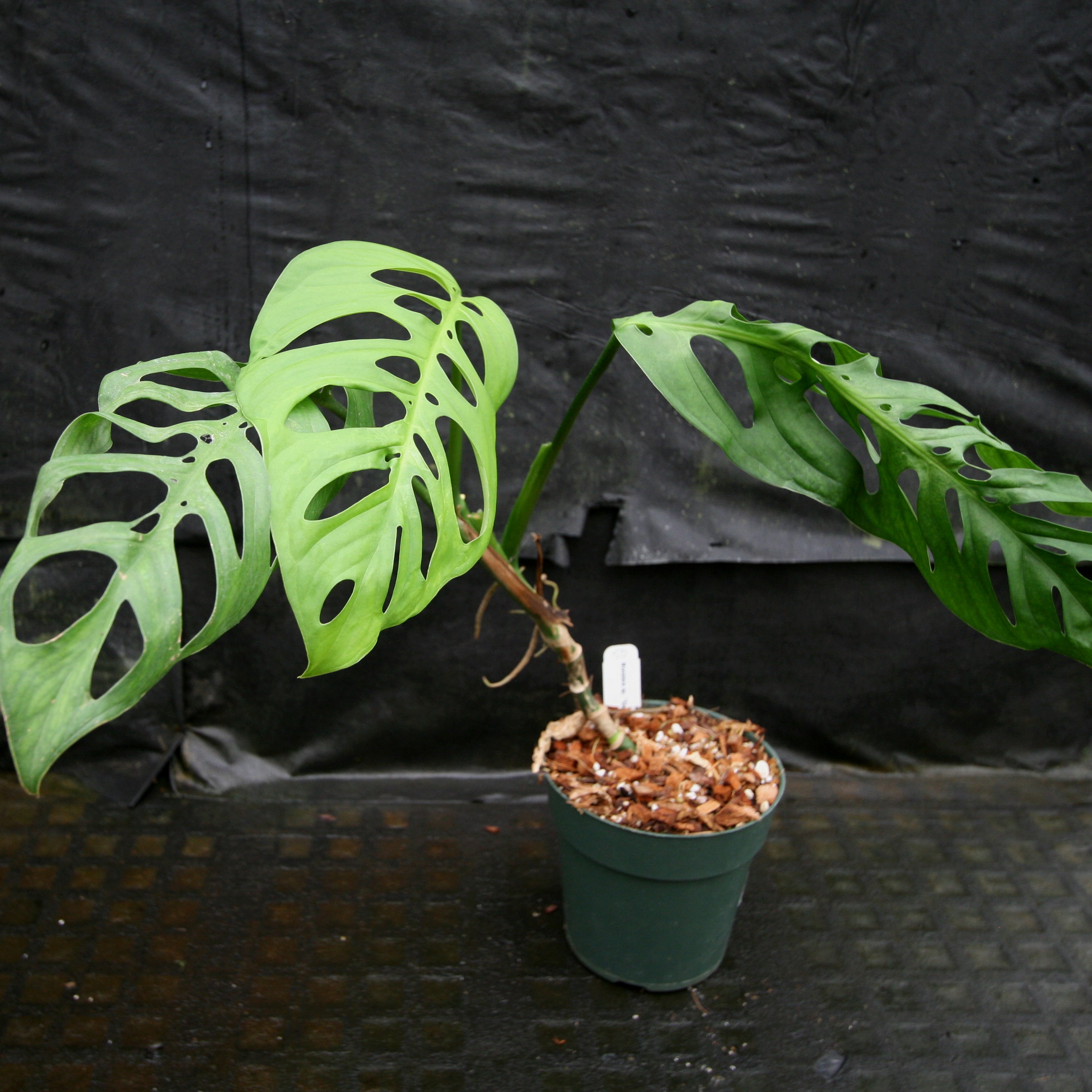 Monstera esqueleto – Carnivero
