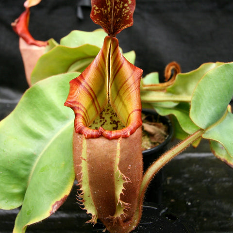 Nepenthes veitchii Pink Candy Cane hybrid pitcher plant with a tall red speckled hood and a striped yellow green pitcher