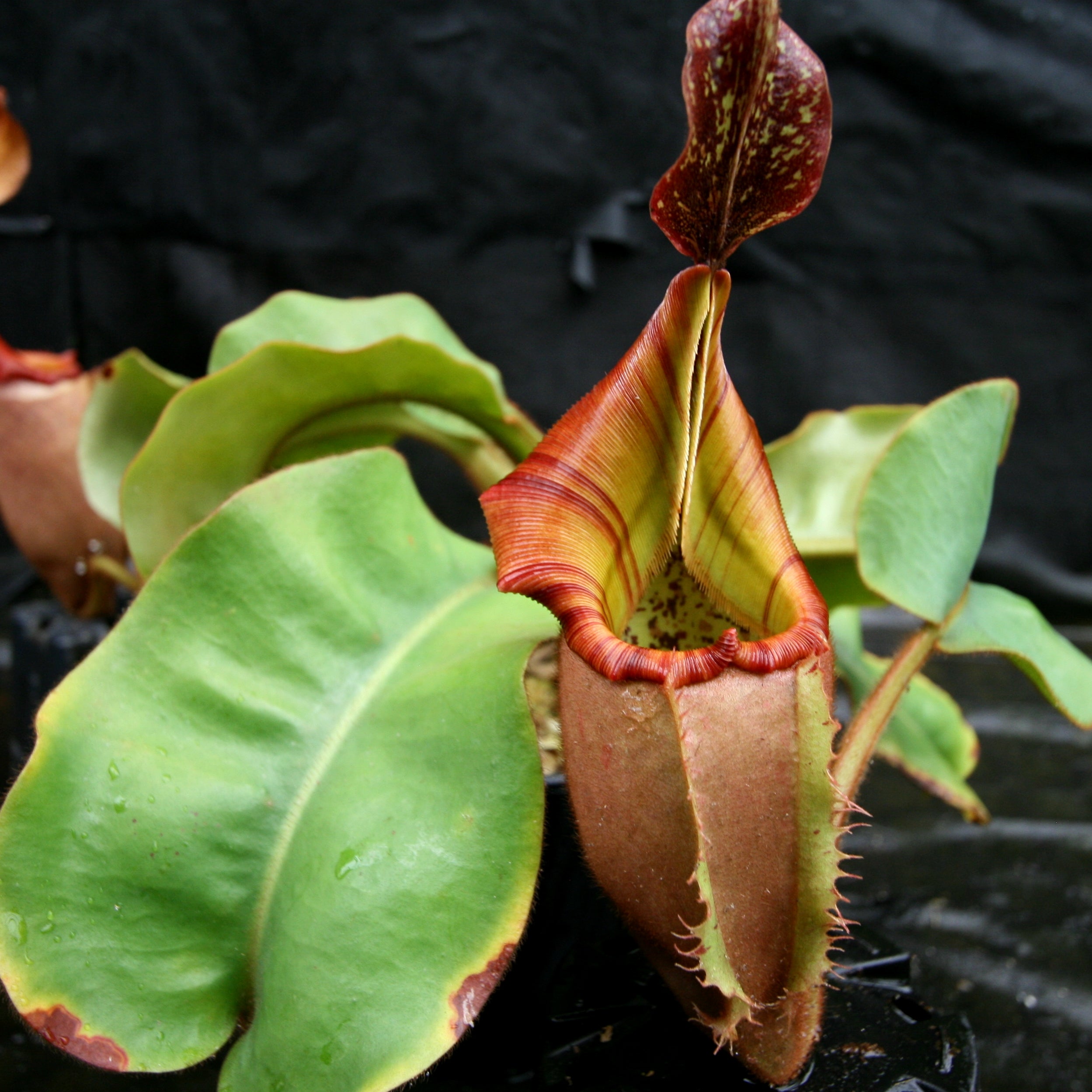 Nepenthes veitchii (#5 x 